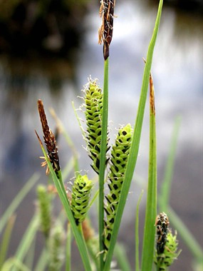 Tufted Sedge (Carex elata)This is a hygrophilous species that forms thick tufts that are up to 100 cm tall, from which inflorescences emerge; these are long green spikes with blackish-brown scales.